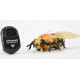 SIDJ ABEILLE RADIOCOMMANDEE